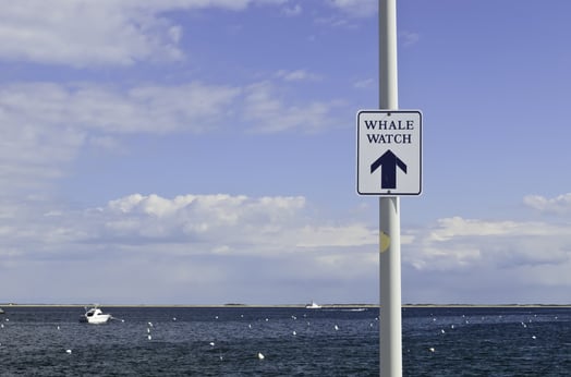 Harbor sign pointing toward landing in Provincetown, Massachusetts, for whale-watching tours
