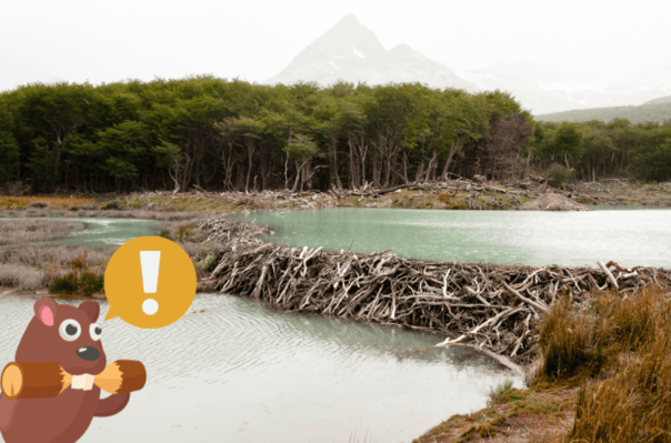The Flood Insurance Guru | YouTube | Flood Insurance Coverages: Beaver Damage